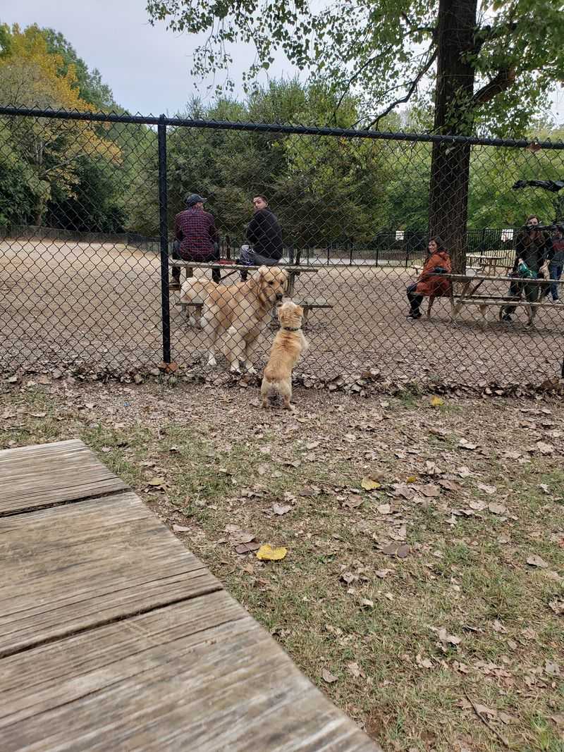 Enderly Park Dog Park, Charlotte