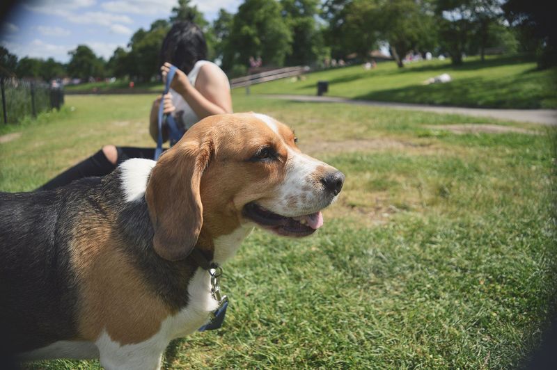 Off-Leash Parks Are Legal Places to Unclip