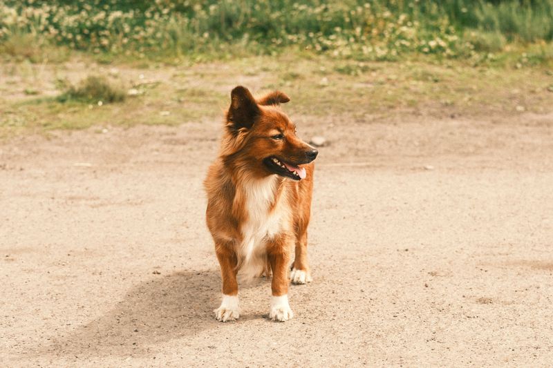 Walking Away From a Dog Is Against the Law