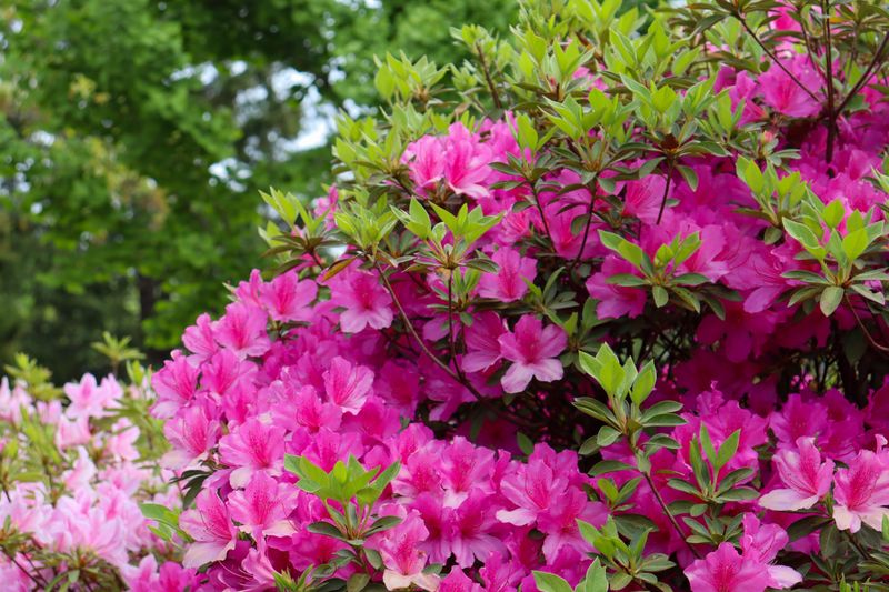 Azalea