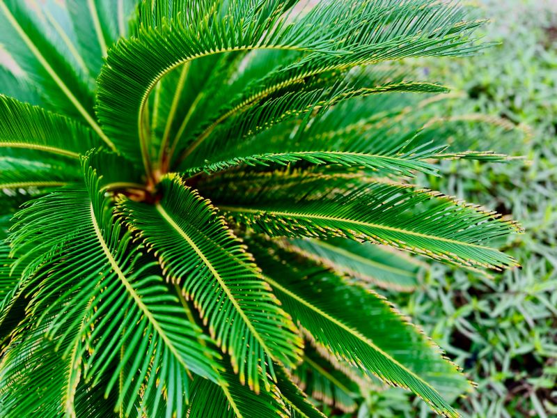 Sago Palm