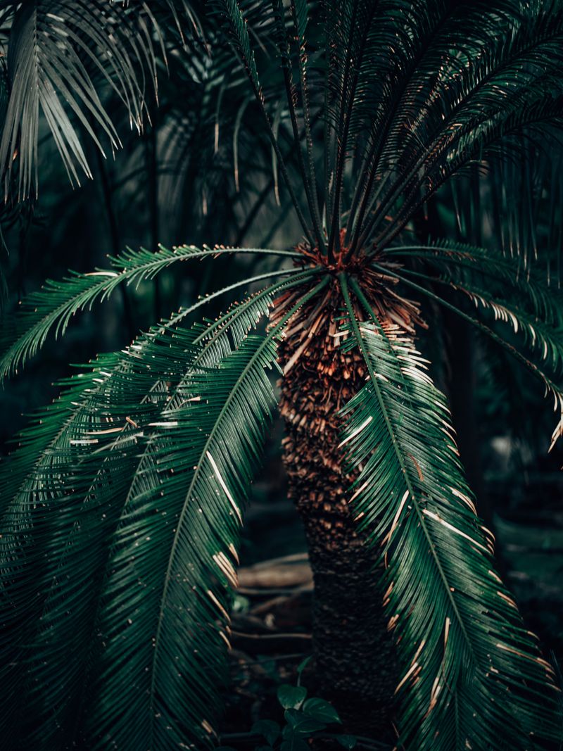 Sago Palms Are Risky Landscape Plants
