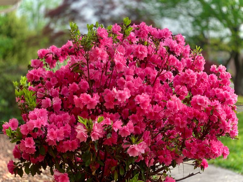 Azalea