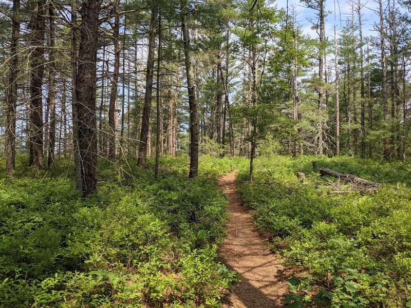 Myles Standish State Forest, Carver
