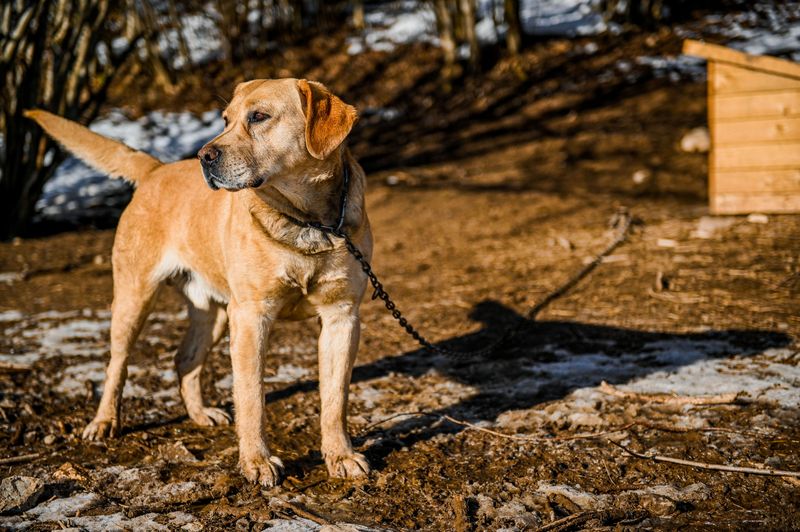 Tethering Rules Protect Dogs From Unsafe Conditions