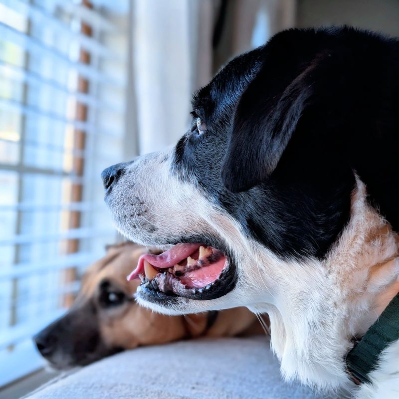 Indoor Air Can Be A Useful Refuge During Dusty Weather