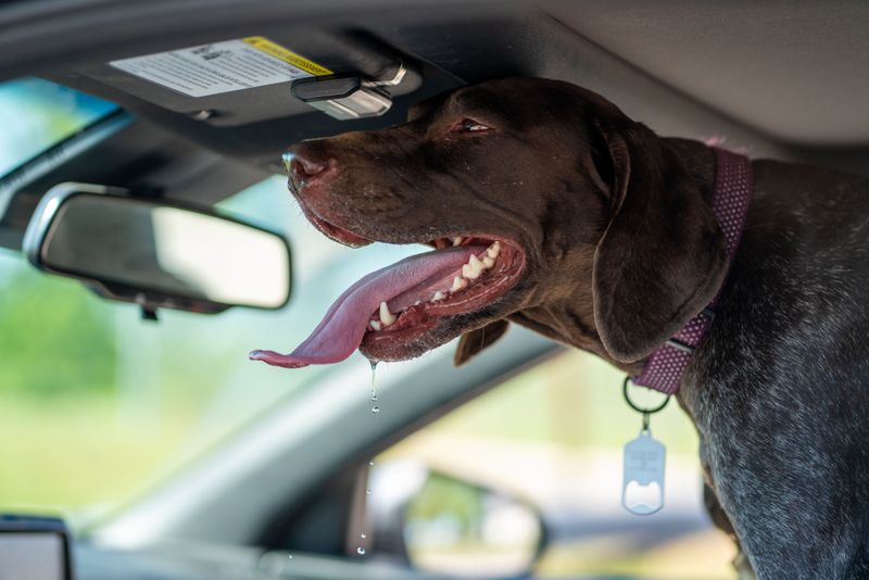 Ignoring Excessive Panting, Drooling, Weakness, or Confusion