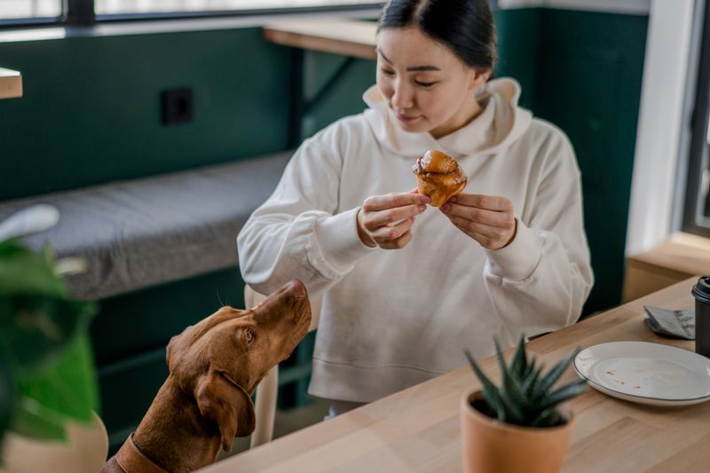 Feeding Too Many Treats and Table Scraps