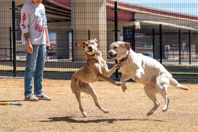 Liability for Damages Caused by an Attacking Dog