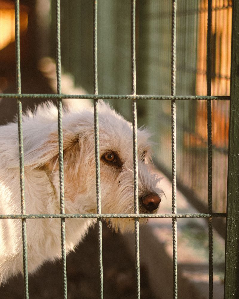 Animal-Welfare Rules Apply Even at Home