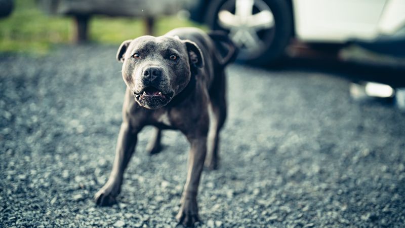 Dogs Can Be Legally Classified as Potentially Dangerous After Threatening Behavior
