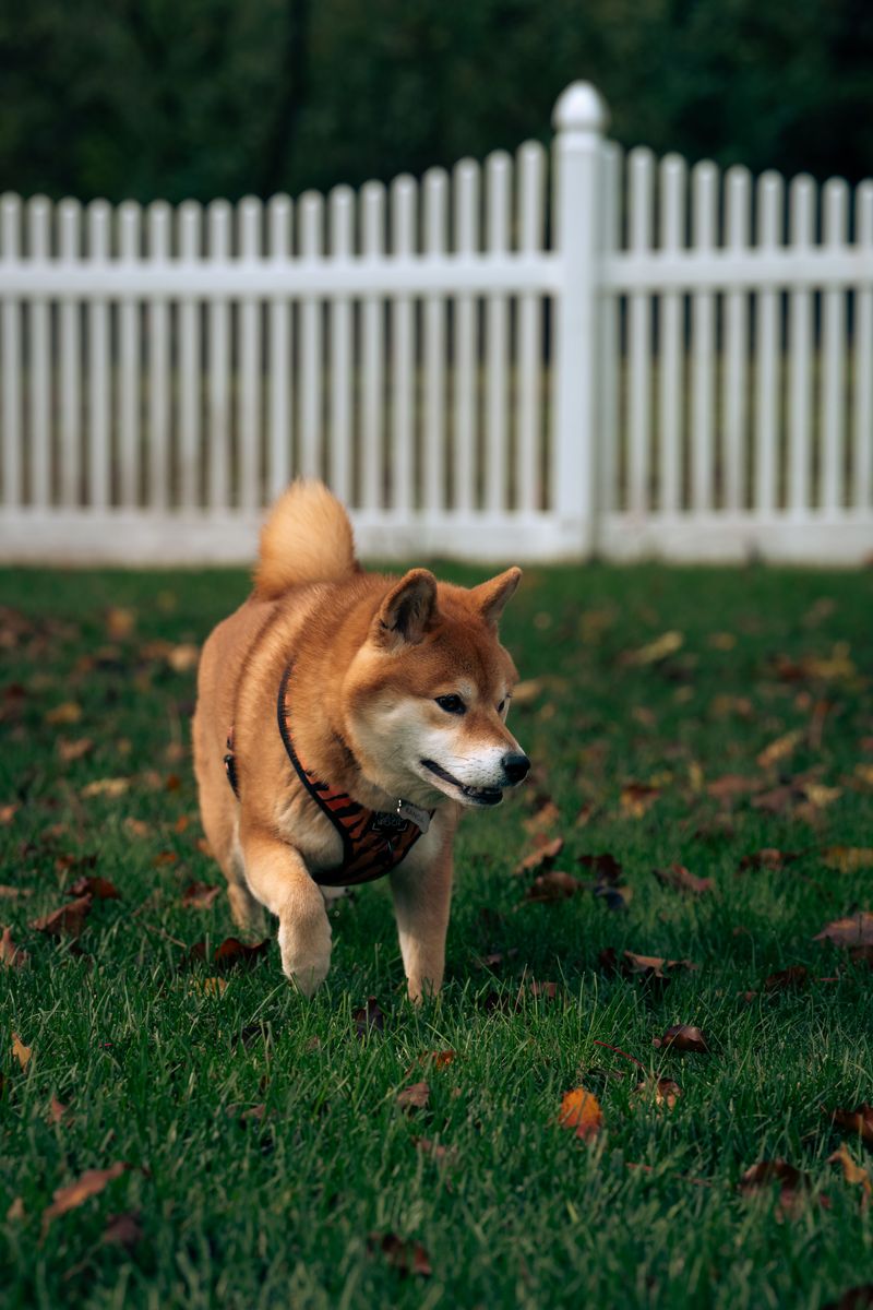 Dogs Cannot Simply Be Allowed to Roam Where Local Rules Prohibit It