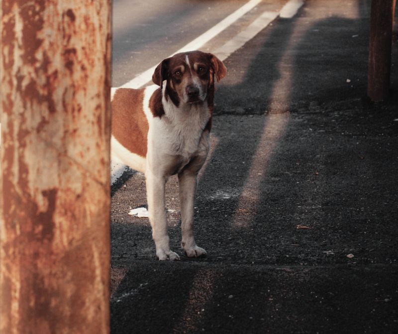 Abandoning a Dog Is a Criminal Offense