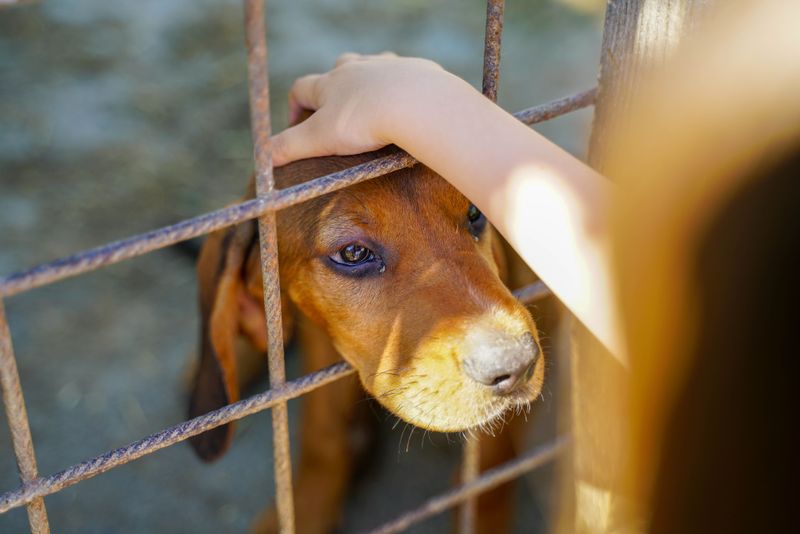 Rescue Dogs and Pets With No Resale Value