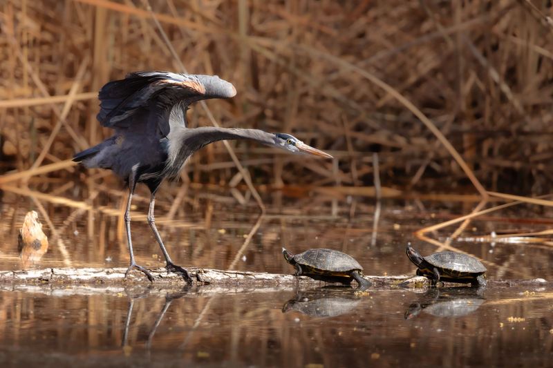 Watch for Wildlife Along the River