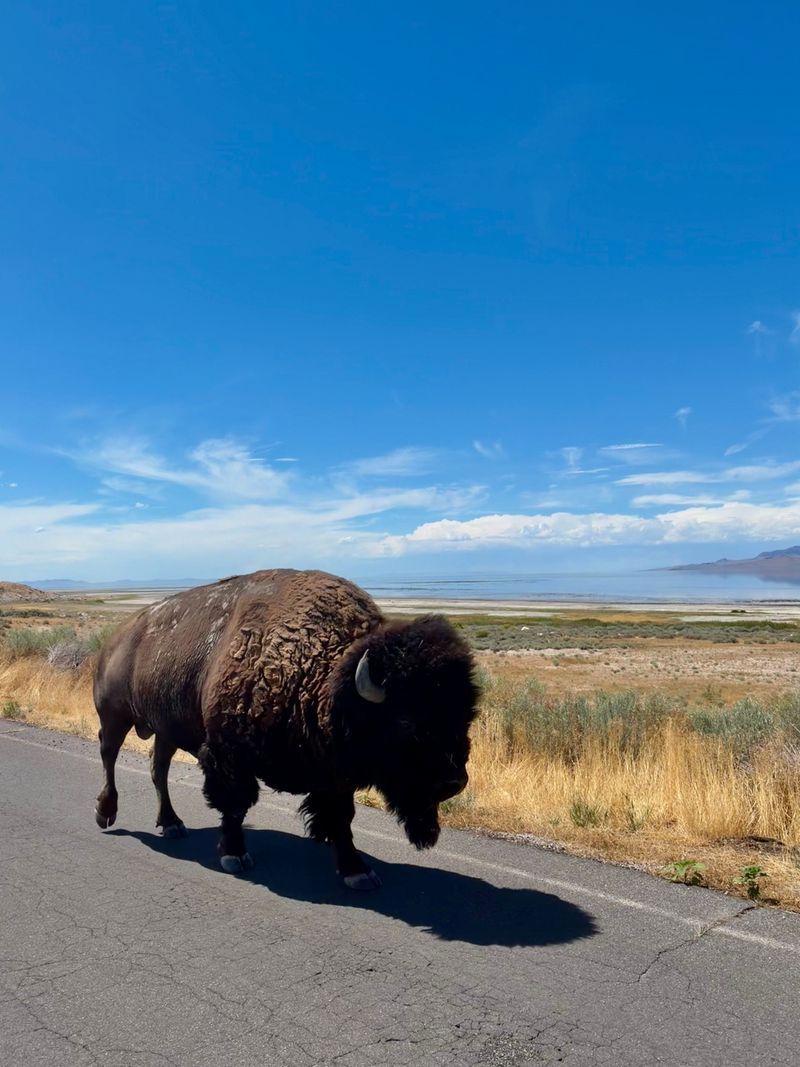 Give Wildlife Plenty of Space
