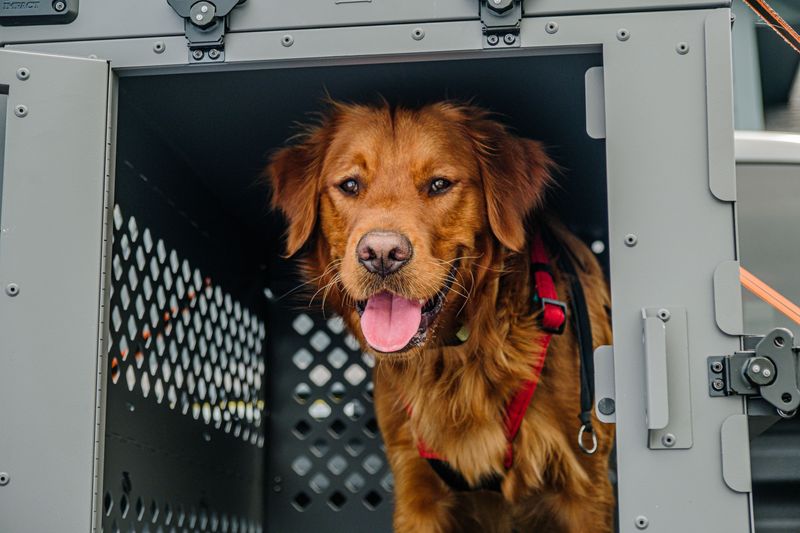 One Carrier or Restraint Per Dog
