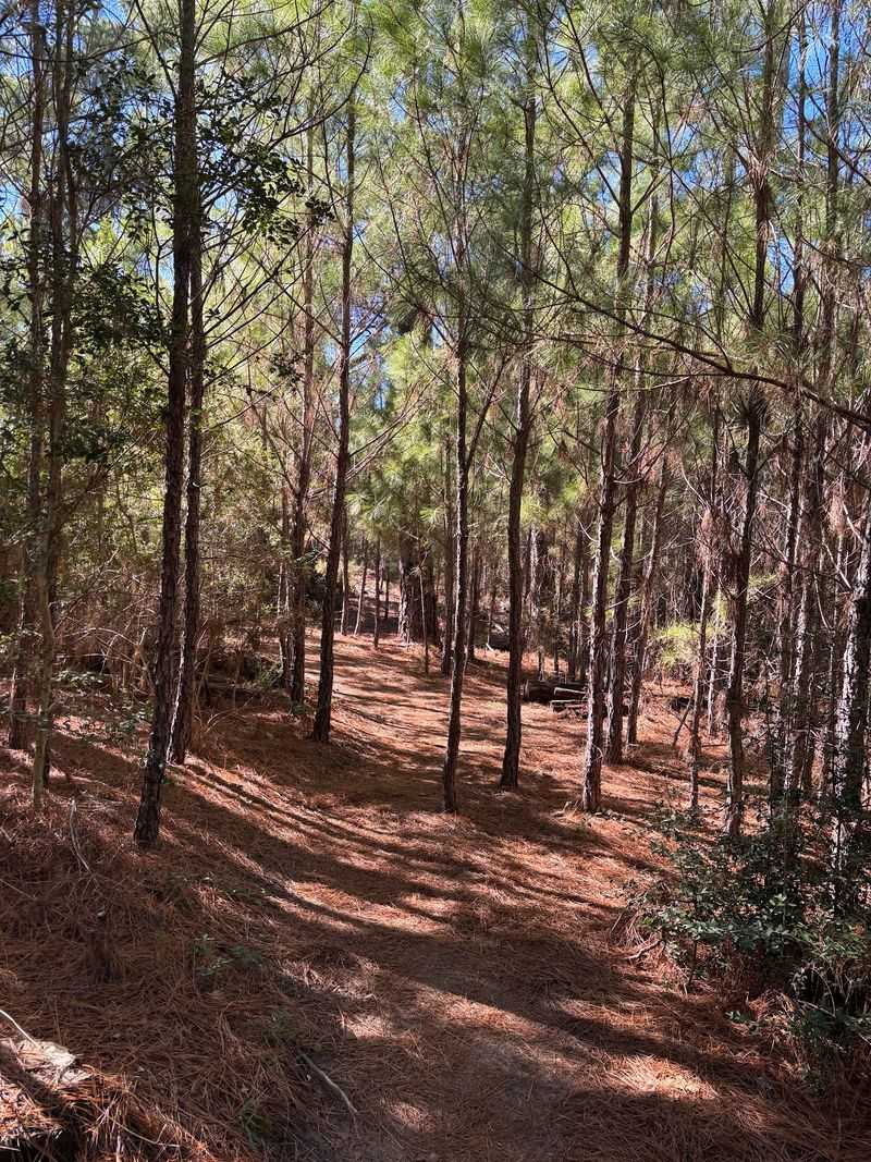 Bastrop and Buescher State Parks