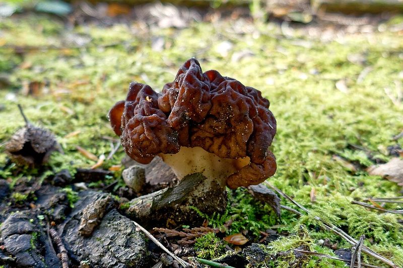False Morel (Gyromitra esculenta)