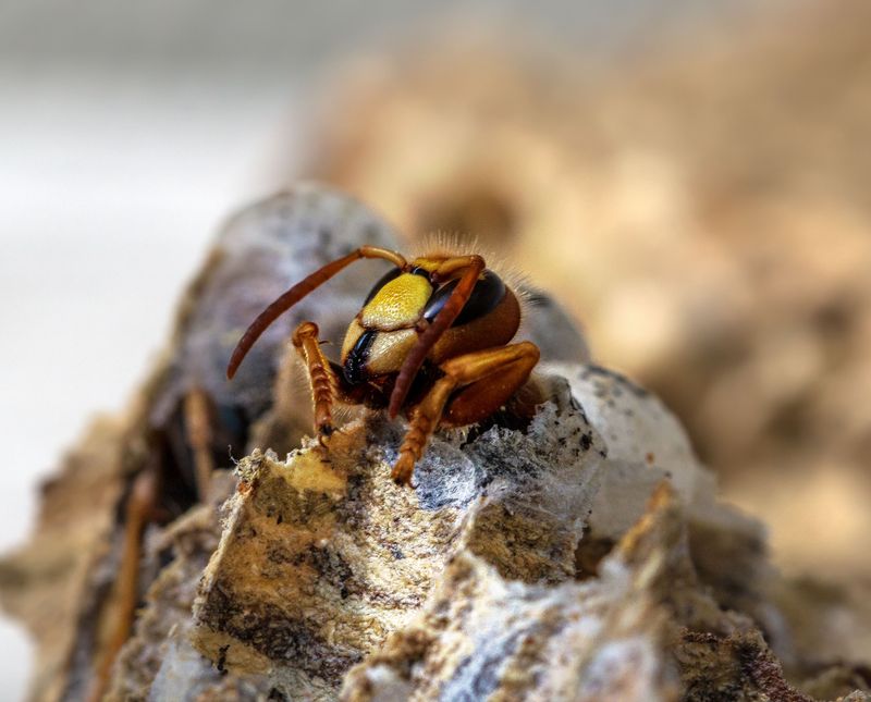 Hornets