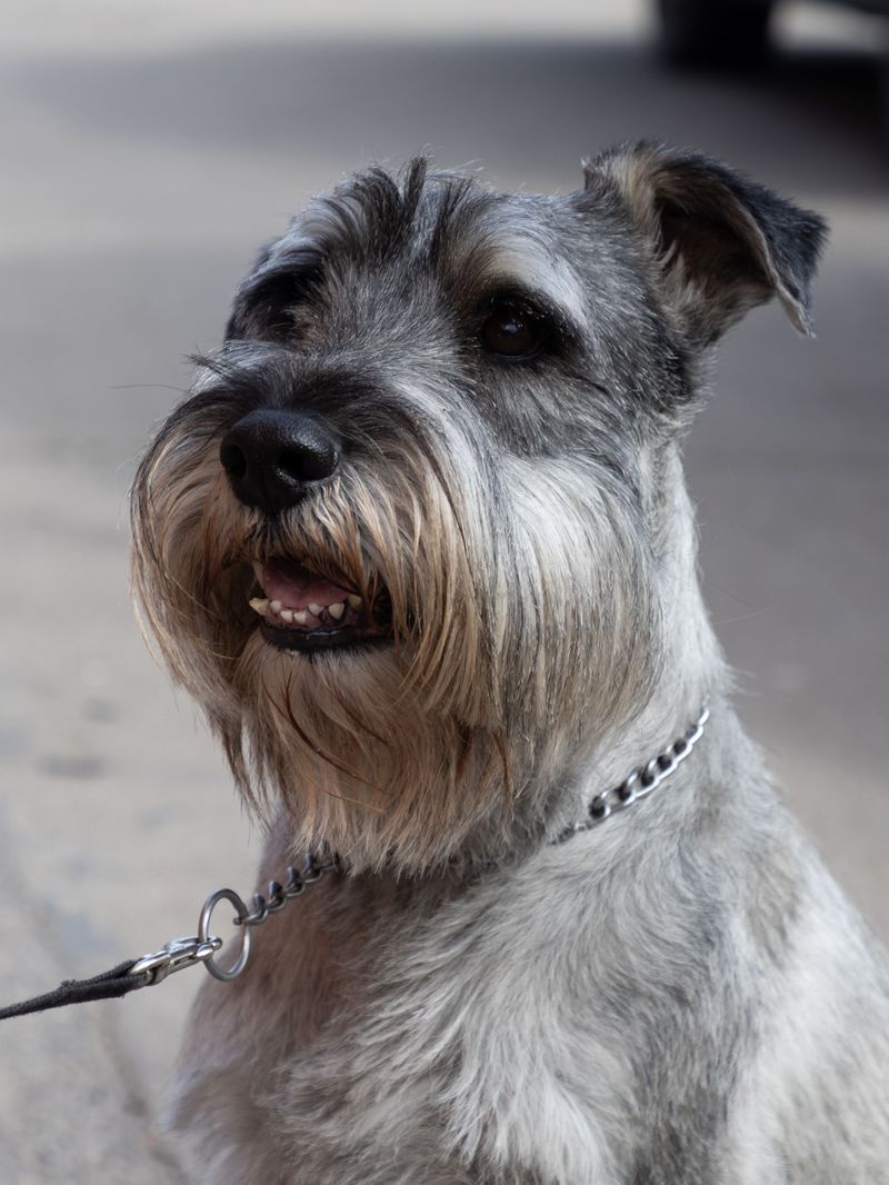 Miniature Schnauzer: Bearded and Business-Minded