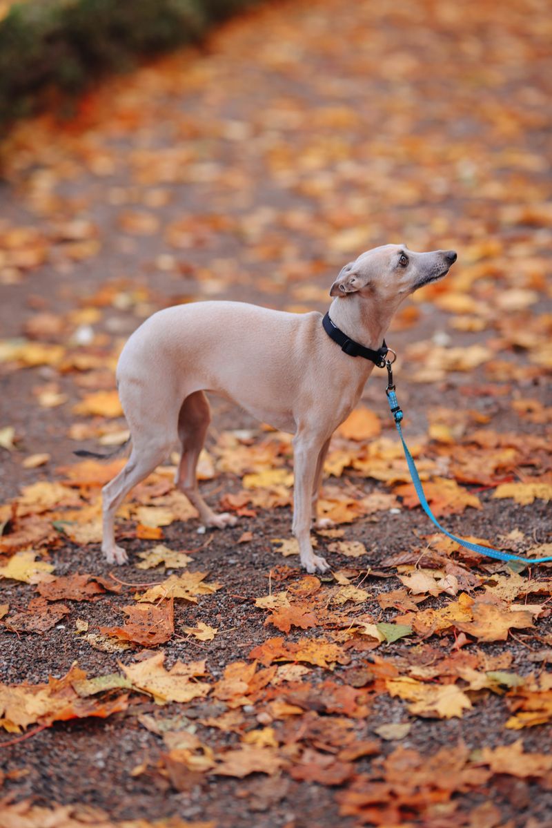 Whippet