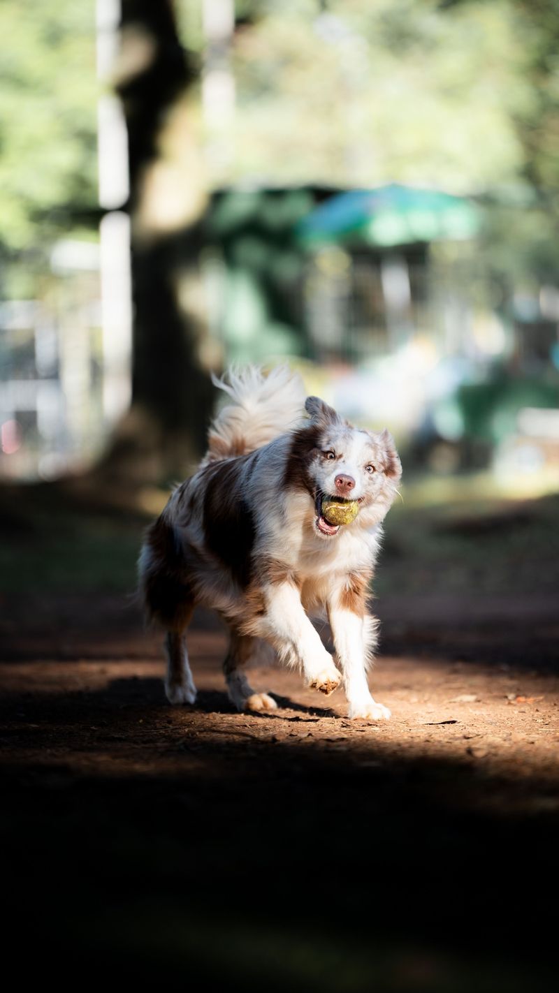 Don't Let A Dog Run Through Smoke For Exercise