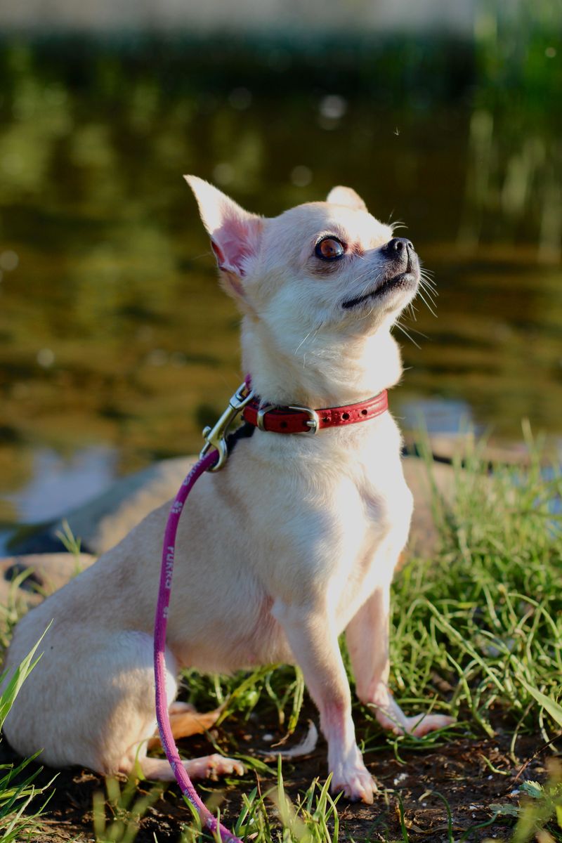 Do Not Assume a Small Dog Is Safer