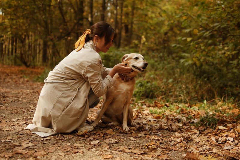 Inspect Under Your Dog's Collar
