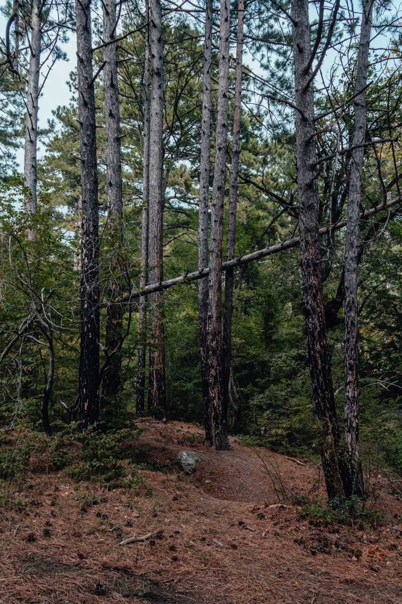 Why The Ouachita Terrain Suits Ticks So Well