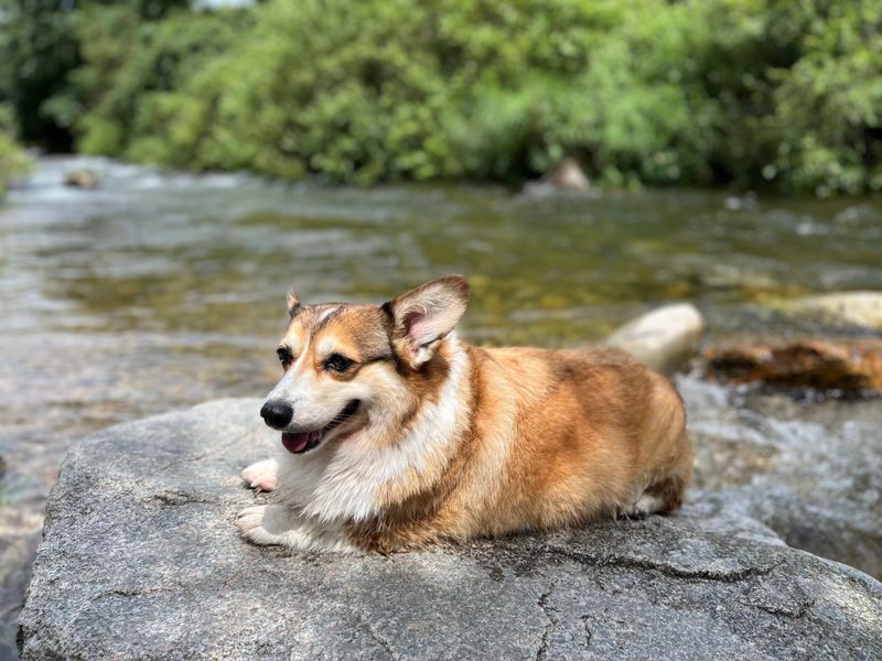 Cardigan Welsh Corgi