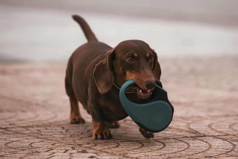 Dachshund