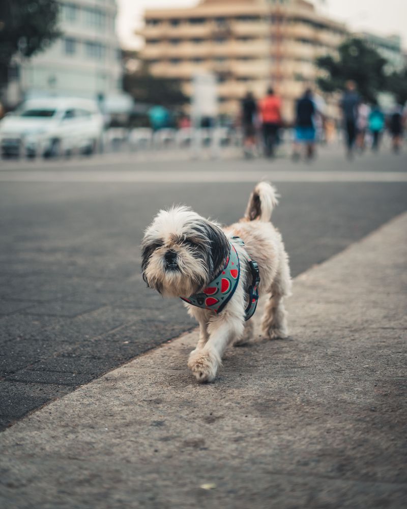 Shih Tzu: Palace Manners, Village Strolls