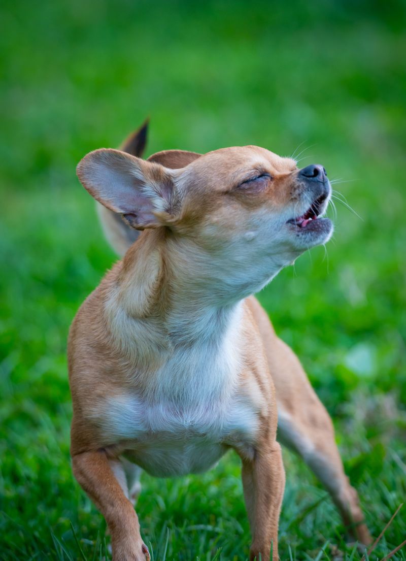 How to Report a Barking Dog Complaint