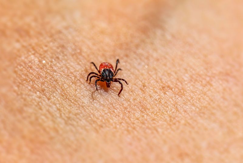 Blacklegged Ticks Live In Every County