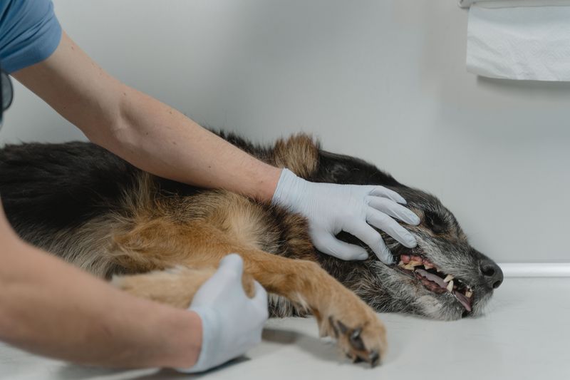 The Attacking Dog's Owner May Owe Your Vet Bills