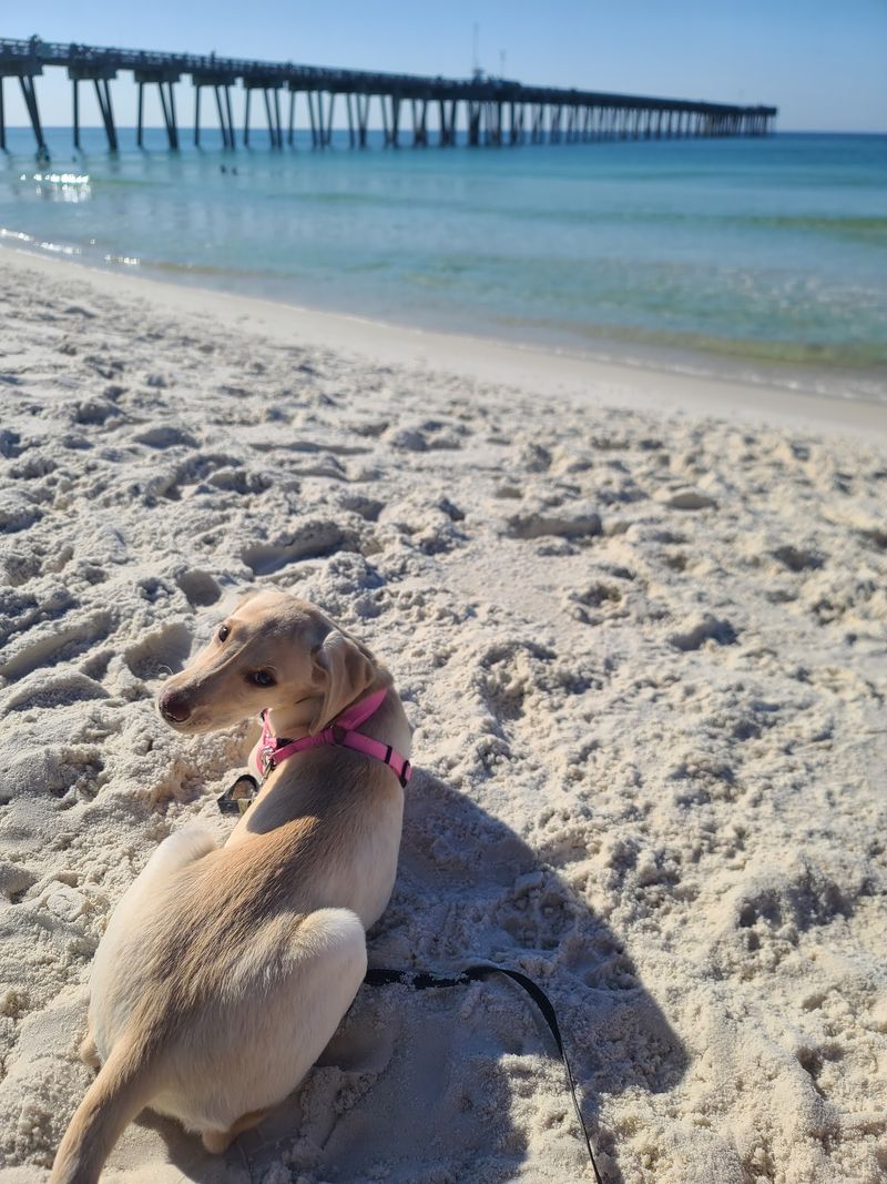 Dog Beach at Pier Park - Panama City Beach