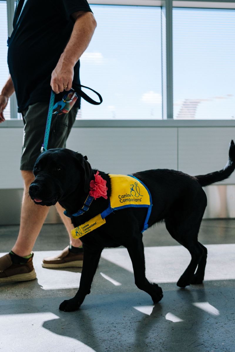 California Law Protects Assistance Animals