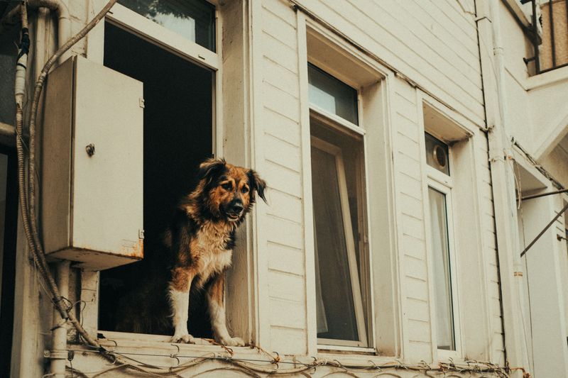 Letting a Dog Stay on Your Property