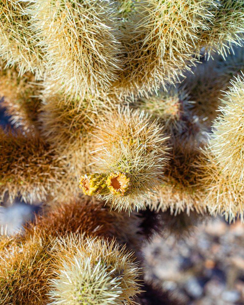 Cholla Earned Its Jumping Nickname Honestly