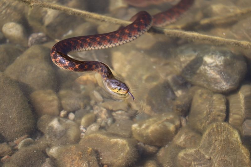 Learn Georgia's Common Snake Species