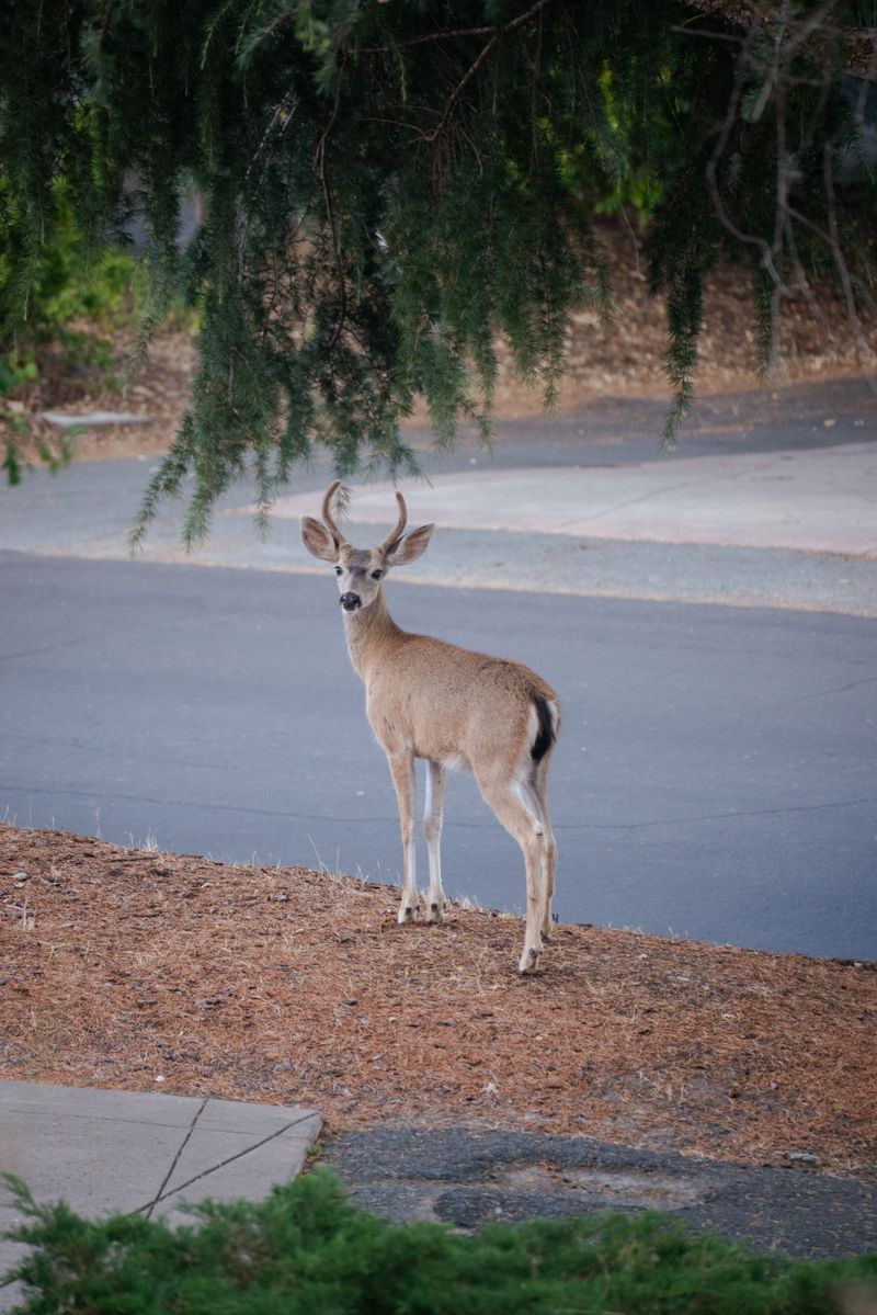 Keep Deer Eyes On Your Radar At Dawn And Dusk