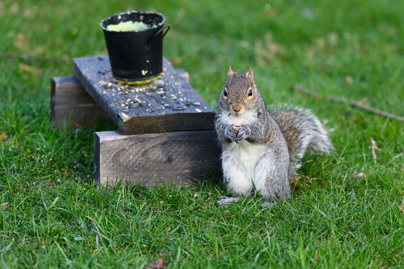 Clean Up Spilled Birdseed