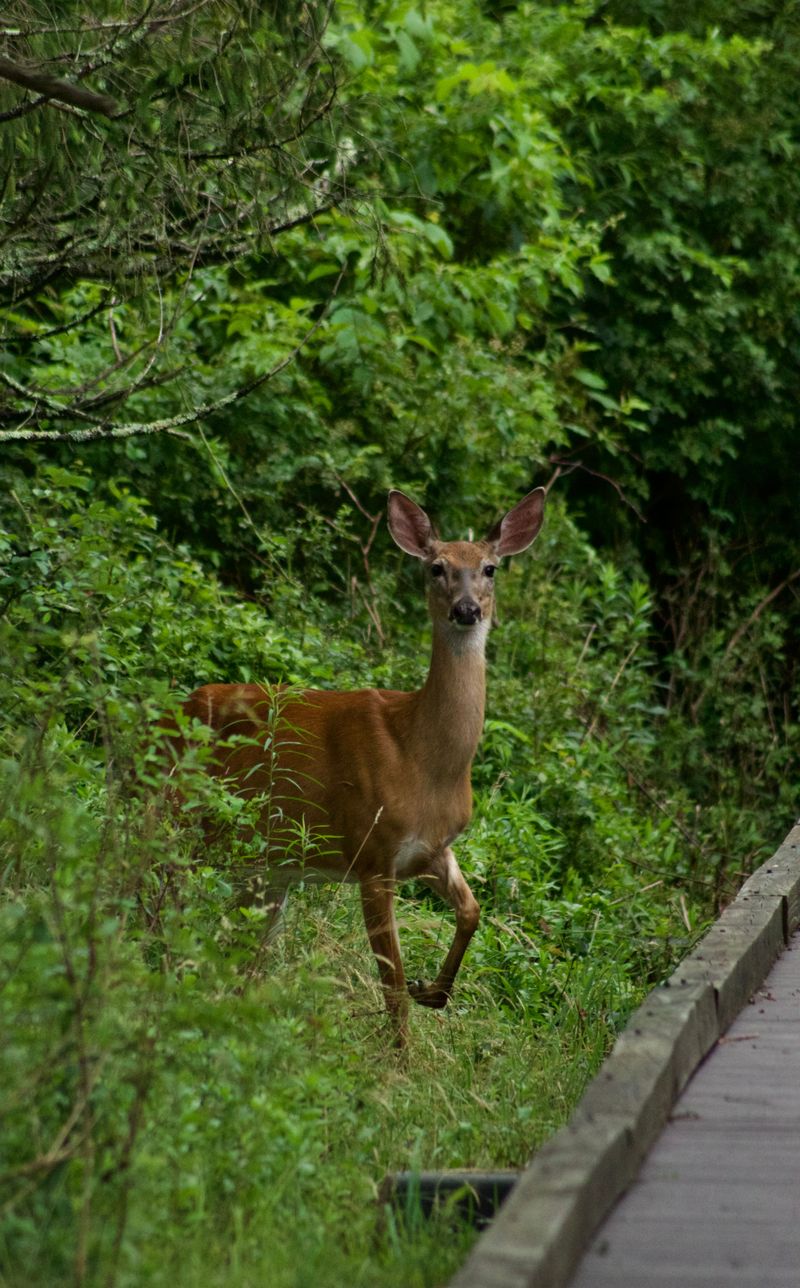 Wildlife Encounters Are Another Reason To Stay Close