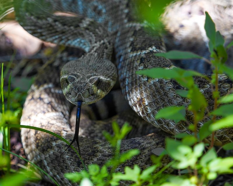 Eastern Diamondback Rattlesnakes