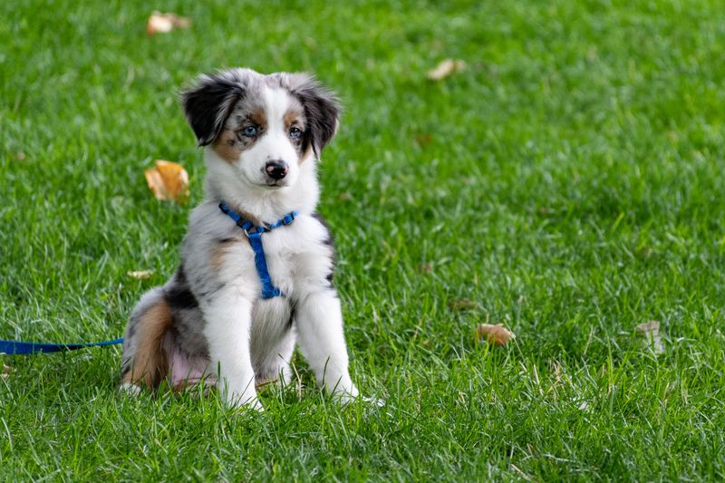 Boulder Requires Dogs Over Four Months Old to Be Licensed