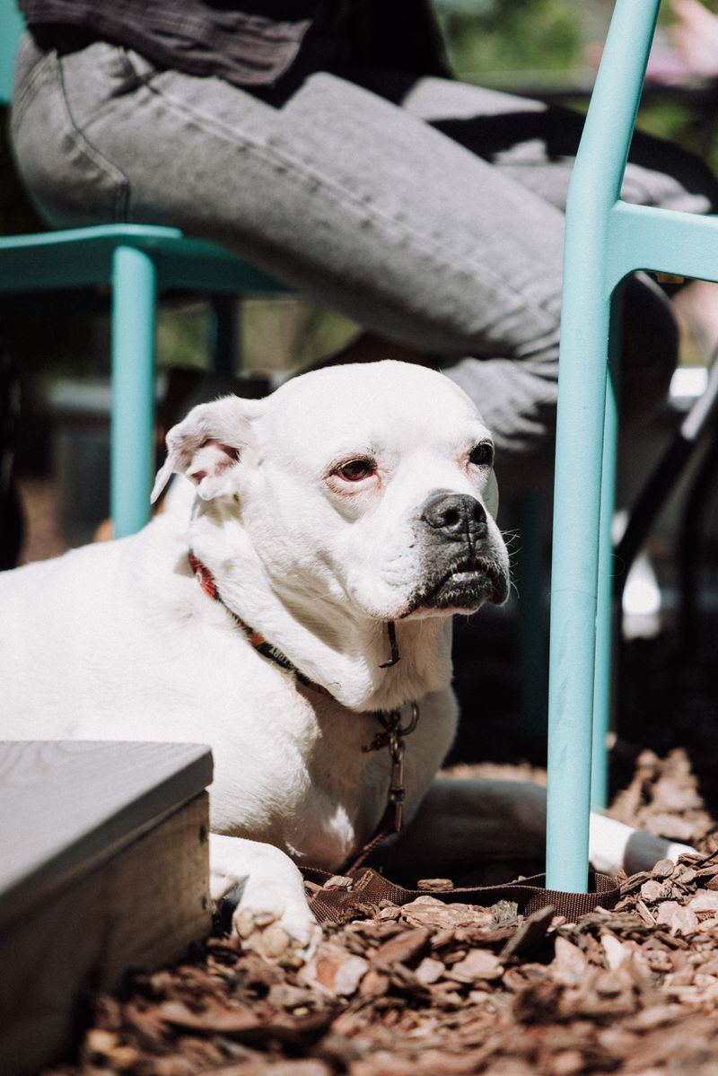 Look For Pet-Friendly Dining Options