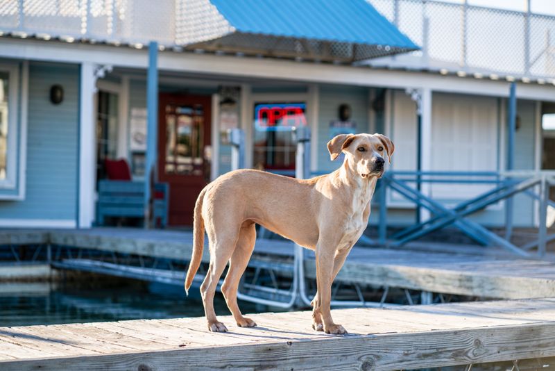 Check Pet-Friendly Evacuation Options