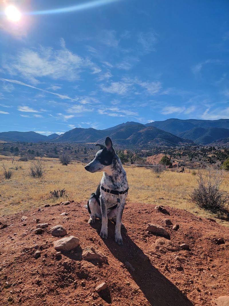 Red Rocks, Loose Leashes, Sharp Ears