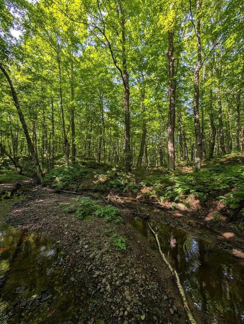 Flambeau River State Forest, Price County